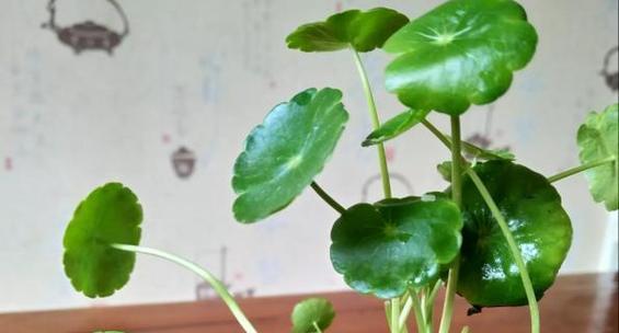 铜钱草的寓意和花语（传承财富与幸福的象征）