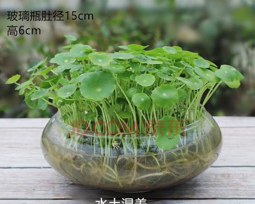 铜钱草的寓意和花语(传承财富与幸福的象征) 铜钱草的寓意和花语(传承财富与幸福的象征)