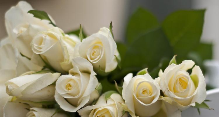 白玫瑰（探寻白玫瑰的含义与传说）