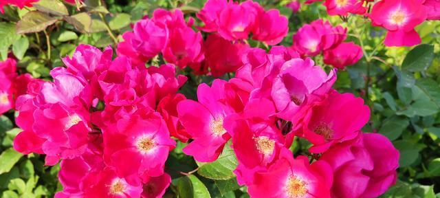 以丰花月季(传承华夏文化之美)