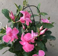 飘香藤一年开几次花？如何确保其持续开花？