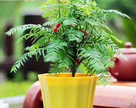 红豆杉怎么养殖方法？养殖过程中常见问题有哪些？