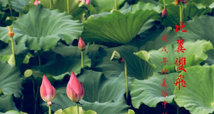 莲花的花语与寓意(唯美花海中的心灵净土)