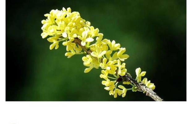 橄榄花（橄榄花的象征意义及其文化传承）