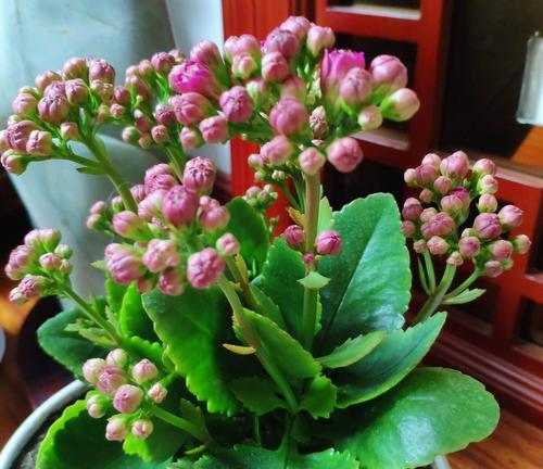 橄榄花（橄榄花的象征意义及其文化传承）
