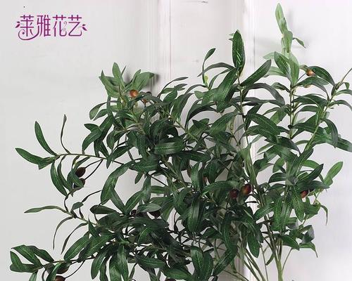 橄榄花（橄榄花的象征意义及其文化传承）