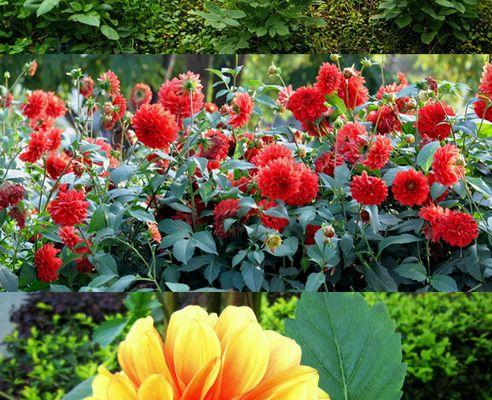 大丽花淋雨后应该注意什么?淋雨对大丽花生长的影响是什么?