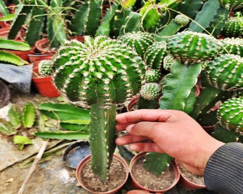 火龙果属于多肉植物吗？常见问题解答