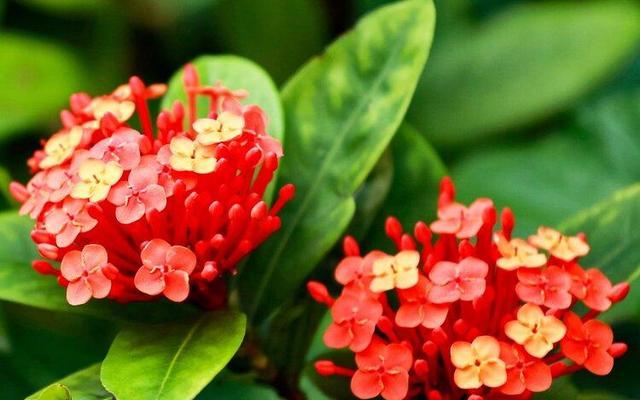 龙船花（探寻龙船花的花语与寓意）