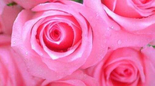 19朵玫瑰花语的深意(解读19朵玫瑰的含义与象征) 19朵玫瑰花语的深意(解读19朵玫瑰的含义与象征)