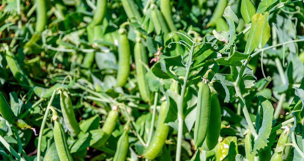 豌豆什么时候成熟上市？春季还是秋季？