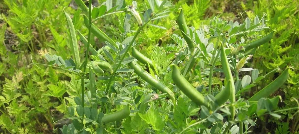 豌豆什么时候成熟上市？春季还是秋季？