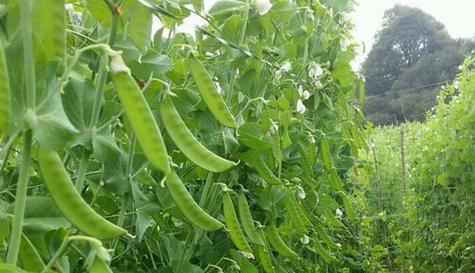 豌豆什么时候成熟上市？春季还是秋季？