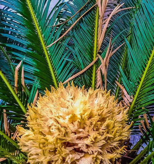 以铁树不开花的含义及启示(对生命与希望的思考与探索)