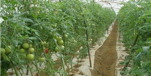 番茄什么季节种植最合适？如何确保高产？