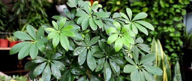 鸭掌木的寓意和象征意义——解读自然之美与生命之力（生命的延续与顽强）