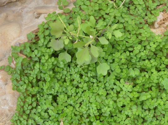 草种子是怎么来的？它们的起源和传播方式是什么？