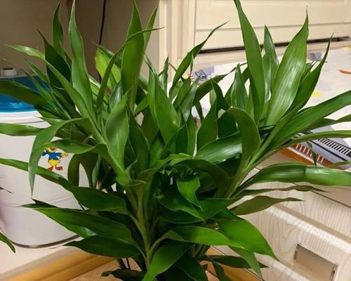 红竹养殖技巧揭秘：如何让富贵竹长得更茂盛？_花植网