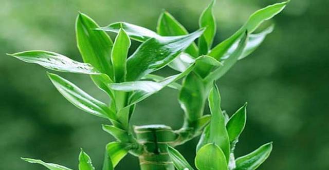 红竹养殖技巧揭秘:如何让富贵竹长得更茂盛?_花植网