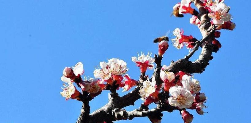 杏花的美丽与祝福 杏花花语与其代表意义