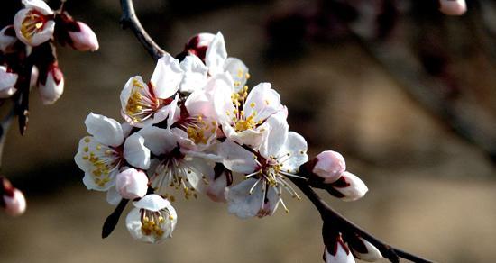 杏花花语与其代表意义（杏花的美丽与祝福）