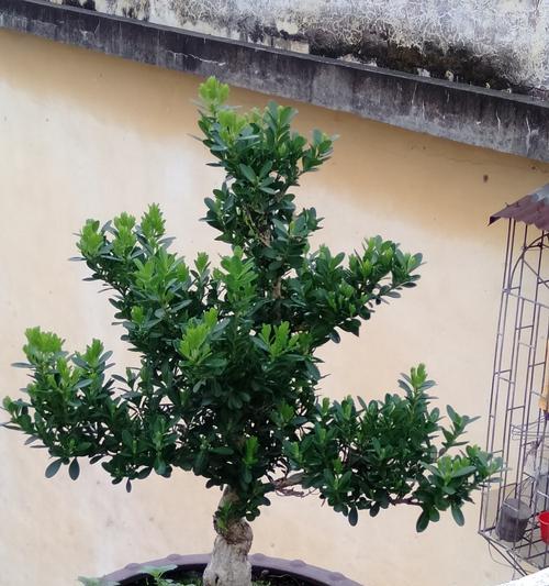 杨树喜水吗？它们属于喜水植物吗？