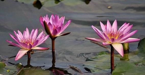 睡莲的花语与寓意（以不同颜色揭示花朵的情感世界）