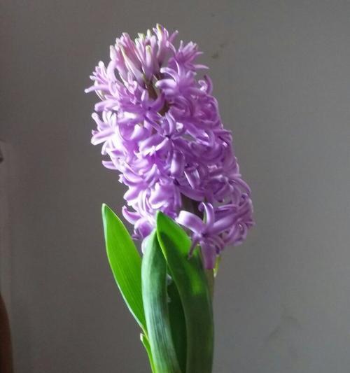 紫色风信子的花语与寓意（探索紫色风信子花朵的含义与象征）