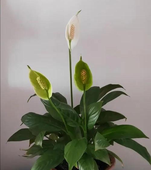 一帆风顺花语是什么意思？寓意有哪些常见问题解答？