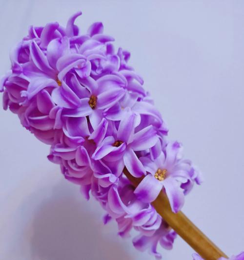 紫色风信子的花语与寓意（探寻紫色风信子背后的深意）