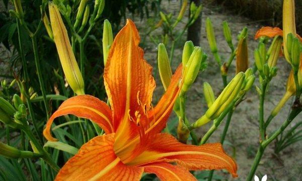 忘忧草的花语——舒缓心灵的小天使（守护快乐）