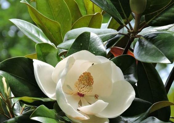 白玉兰浇水频率是多少?如何正确养护白玉兰?