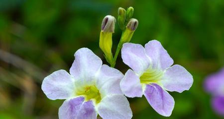 花开原谅,心意相通(用花语传达原谅的力量)