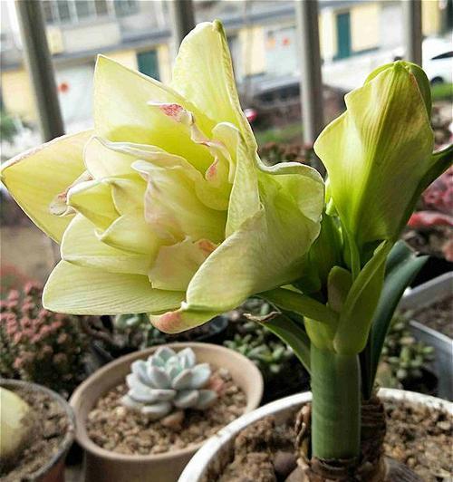 百子莲开花后要怎么处理?如何进行修剪和养护?