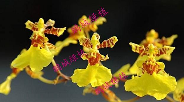 高雅的植物——自然之美的代表(探索高雅植物的种类和魅力)_花植网