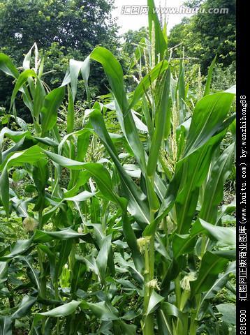 玉米长什么样子？如何识别不同品种的玉米？