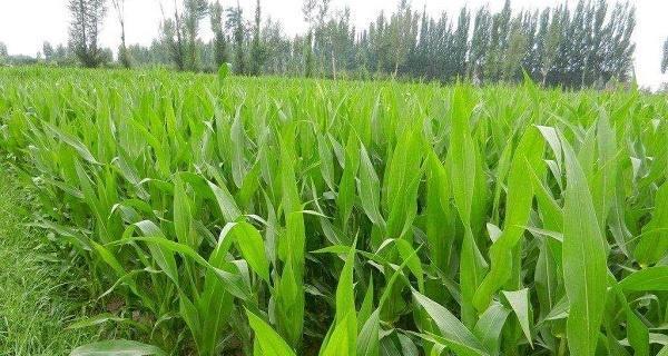 玉米长什么样子？如何识别不同品种的玉米？