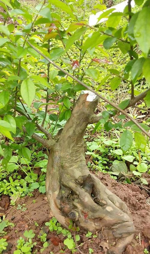 雀梅多久开花?种植几年后会开花? 雀梅多久开花?种植几年后会开花?