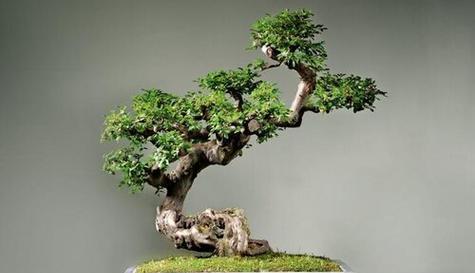 雀梅多久开花?种植几年后会开花? 雀梅多久开花?种植几年后会开花?