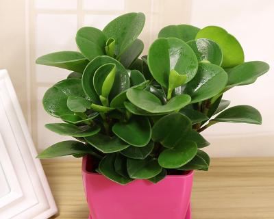 豆瓣绿适合用大盆还是小盆种植？养护要点有哪些？