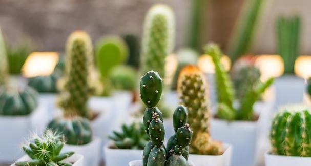 仙人掌种植的最佳时间和步骤是什么？常见问题有哪些？