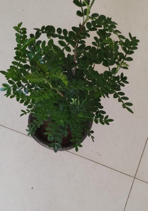 胡椒木有毒吗？室内养护需要注意什么？