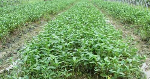 空心菜亩产量能达到多少？种植空心菜的利润如何计算？