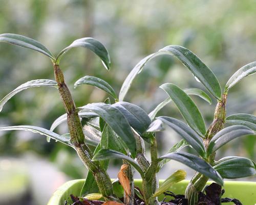 铁皮石斛的最佳种植时间是什么时候？种植后如何管理？
