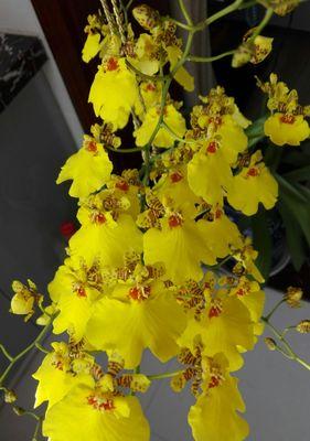 无忧花的花语——传递快乐与无忧（轻松愉快、忘却烦恼）