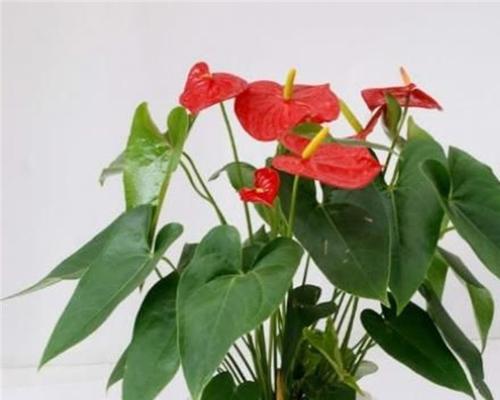 红掌催花的最佳时间是什么时候？有哪些有效的方法？