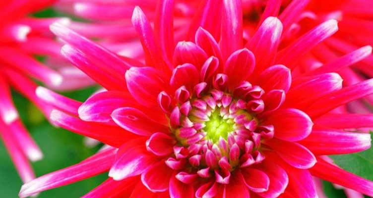 探寻菊花的寓意与文化内涵（菊花的象征意义与传统使用方式）