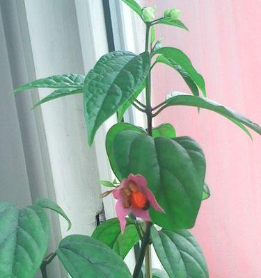 龙吐珠喜欢阳光吗?光照需求和养护技巧是什么?