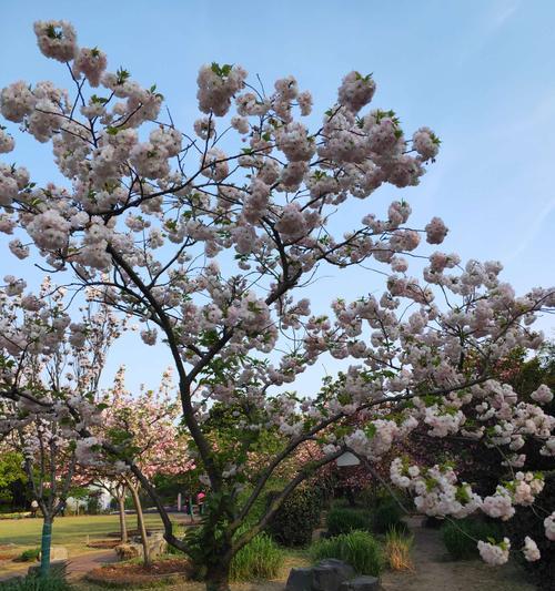 樱花的生肖寓意（探寻樱花背后的十二生肖）