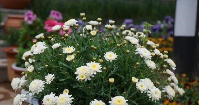 玛格丽特花好养吗？养殖方法和养护要点是什么？